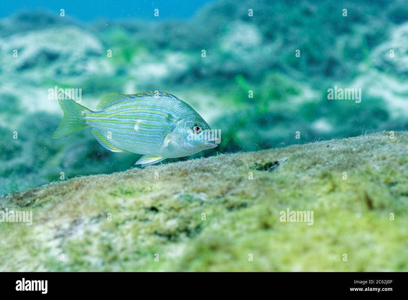 Pinfish (Lagodon rhomboides) in a central Florida freshwater spring. Pinfish are small fish used as bait to catch larger game fish, but are notorious Stock Photo
