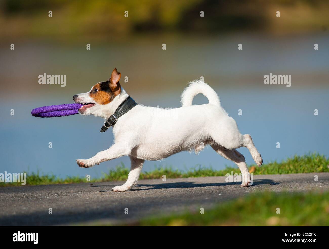 Cute jack russel dog running with toy in teeth Stock Photo