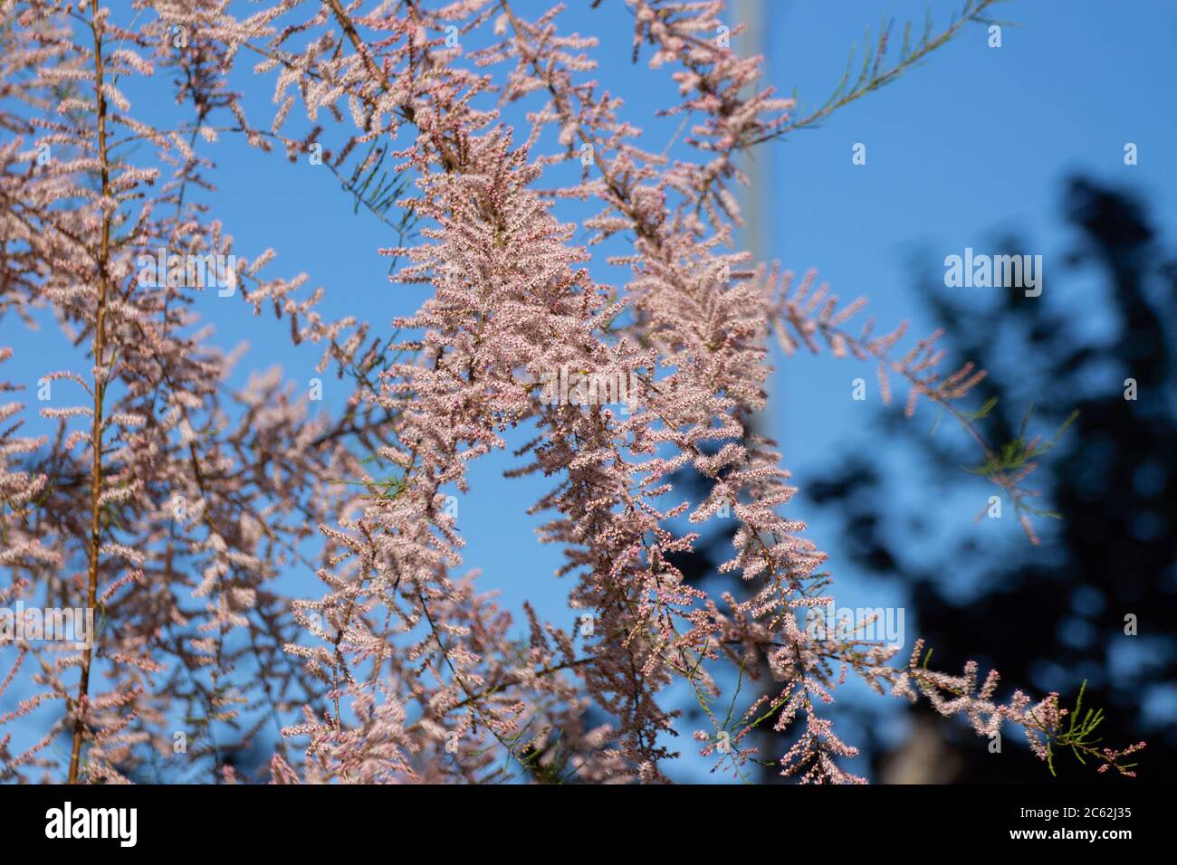 Pink flowers of a tamarisk with blue sky background, Tamarix gallica or tamariske Stock Photo