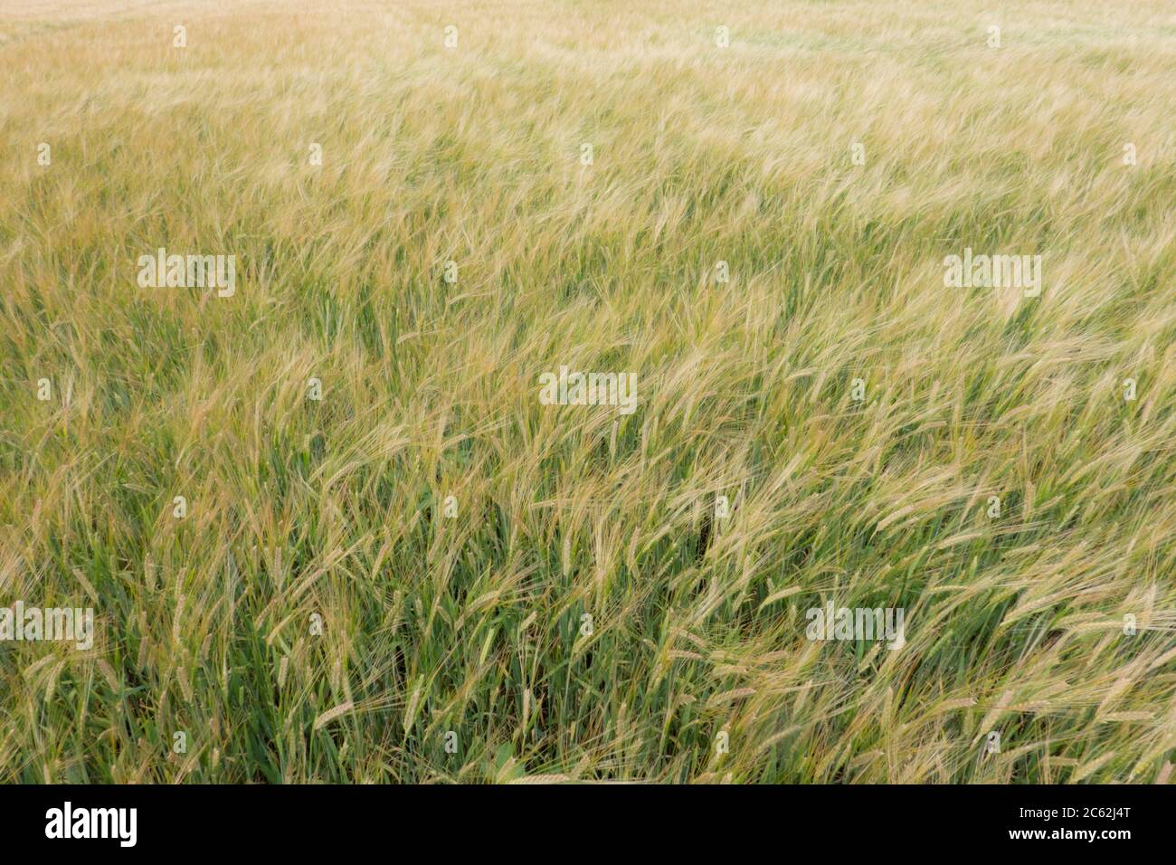 Dreamy, soft field of Barley, Hordeum vulgare Stock Photo