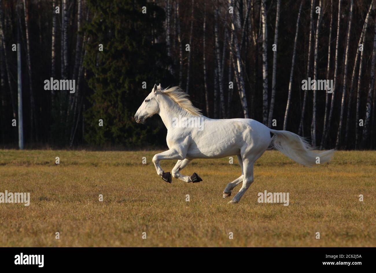Beautiful white horse running in the field Stock Photo