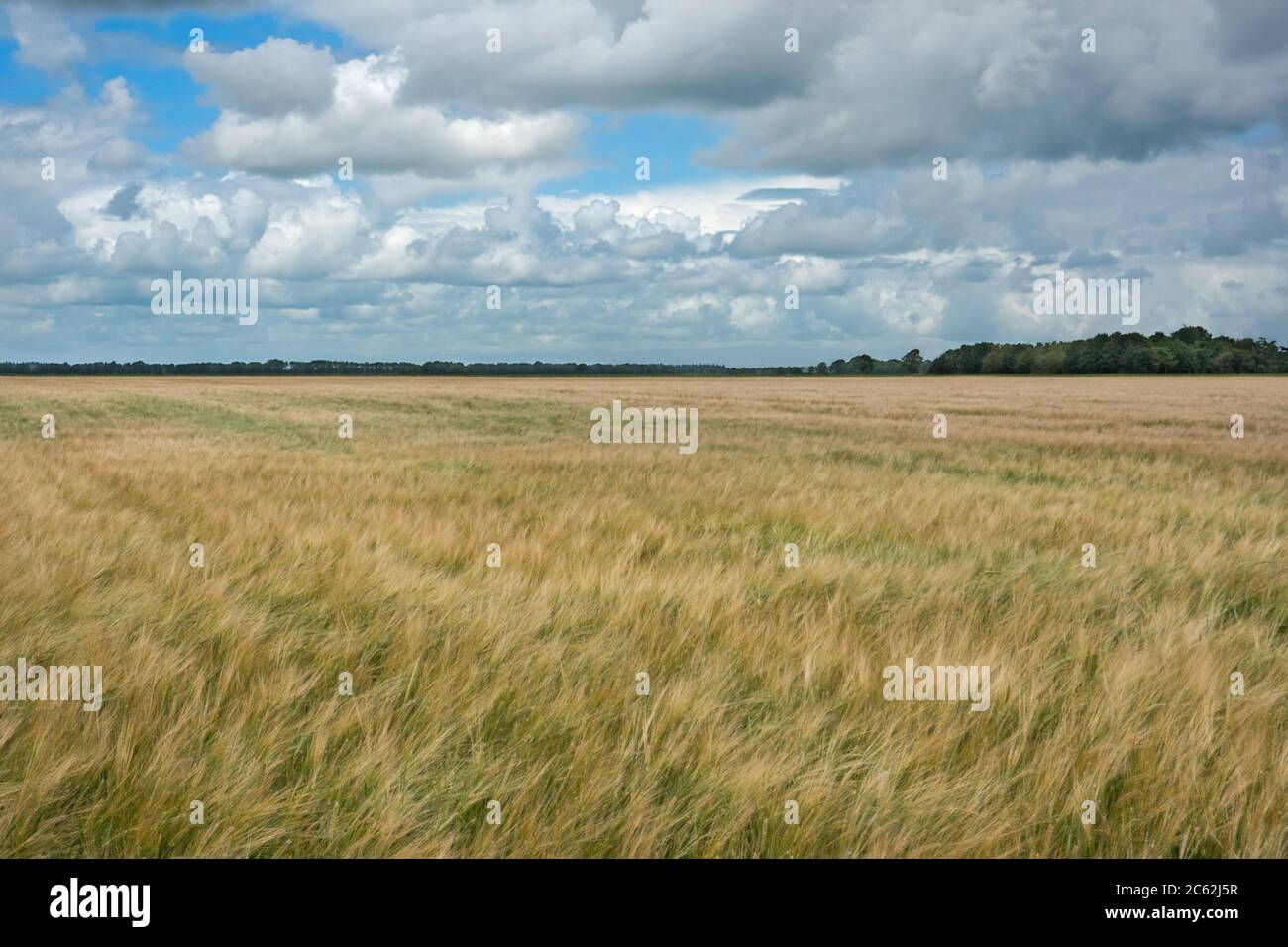 Field of Barley, Hordeum vulgare, under a blue sky with dark clouds Stock Photo