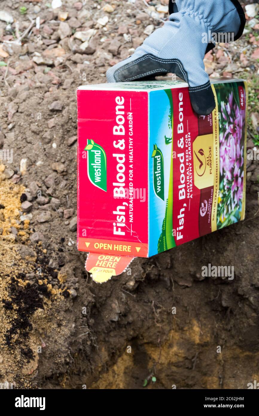 Bone fish hires stock photography and images Alamy