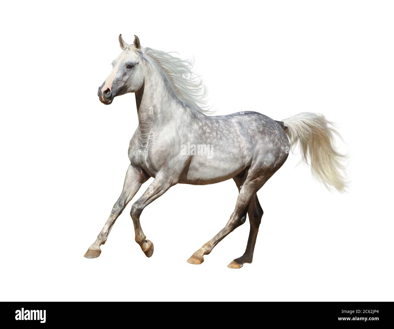 Arabian stallion isolated over a white background Stock Photo