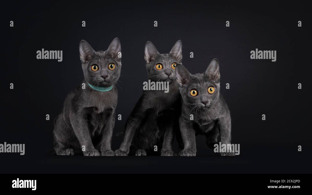 Row of three adorable Korat cat kittens, sitting beside each other. All looking curious to the side with orange eyes. Isolated on black background. Stock Photo