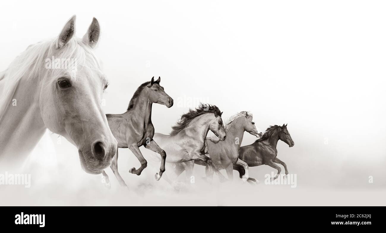 Horses banner with white background space Stock Photo