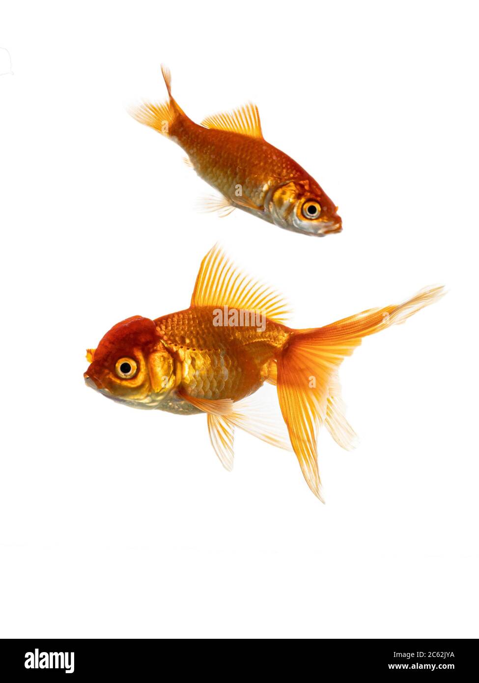 Orange cold water fish and goldfish swimming side ways. Isolated on white background. Stock Photo