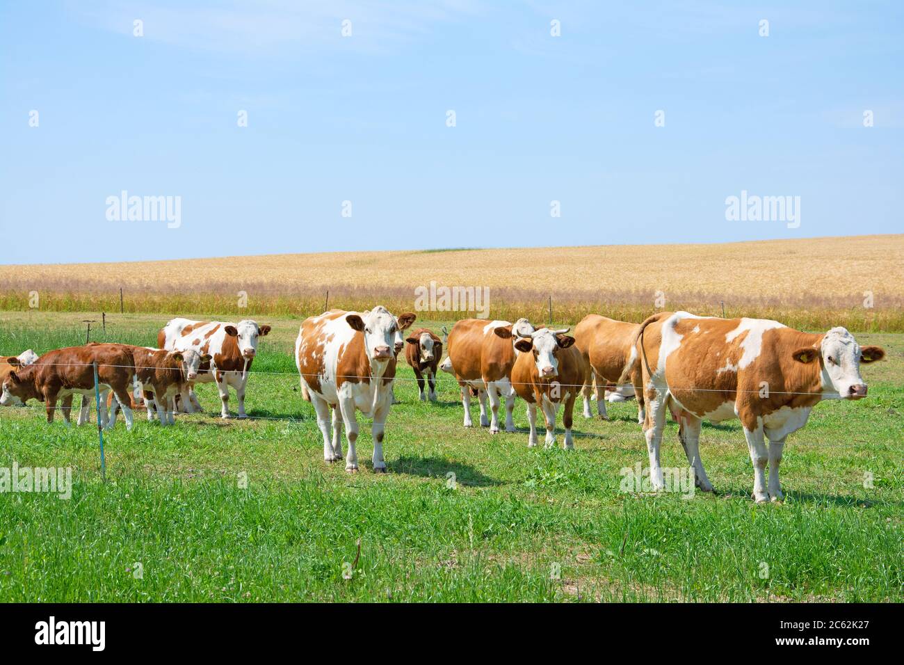 Dairy cows in the pasture Stock Photo