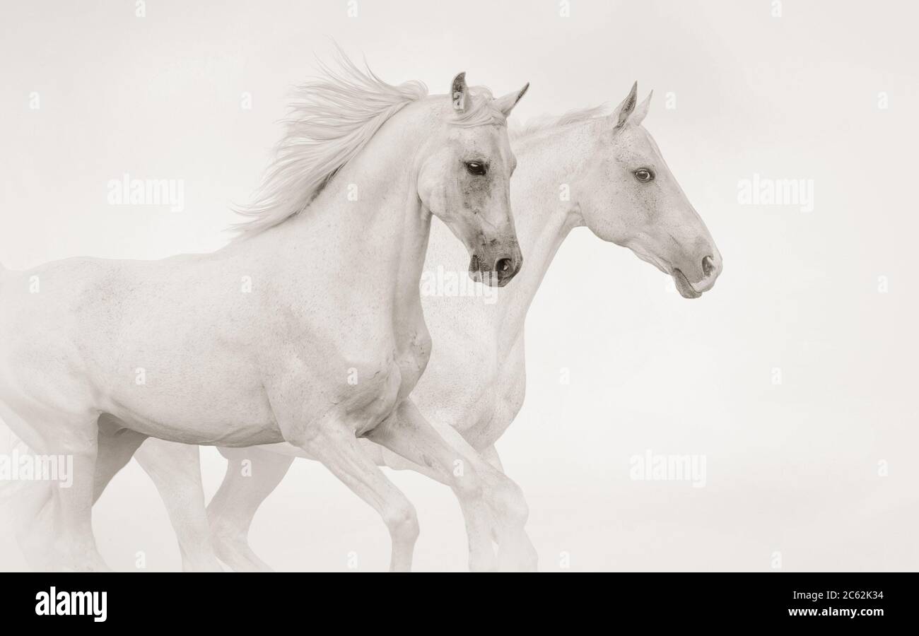 Two purebred stallions running gallop running together in monochrome tones Stock Photo