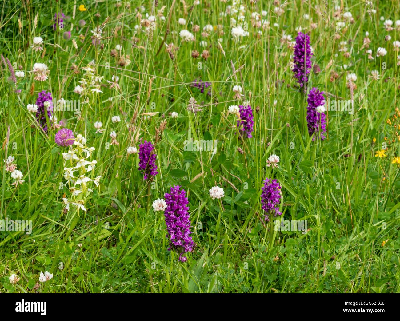 PURPLE NORTHERN MARSH ORCHIDS Dactylorhiza purpurella GROWING ALONGSIDE THE CREAM AND GREEN COLOURED GREATER BUTTERFLY ORCHID Platanthera chlorantha W Stock Photo