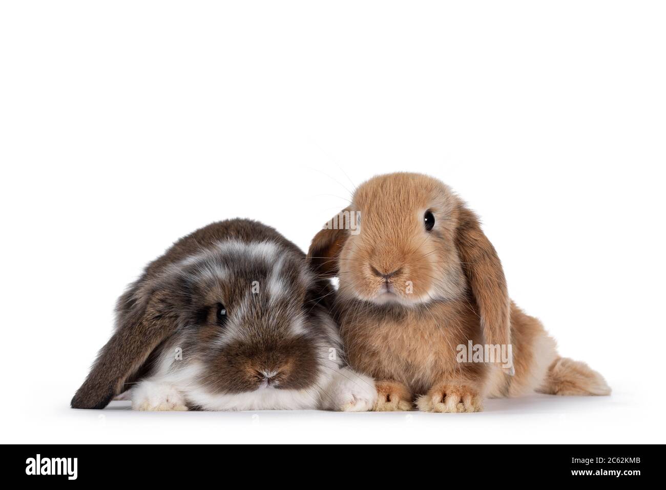 Brown with white spotted and solid brown rabbit, sitting together. Looking towards camera. Isolated on white background. Stock Photo