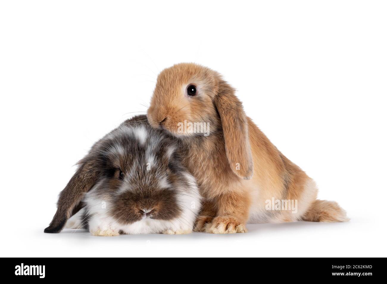 Brown And White Spotted Rabbit