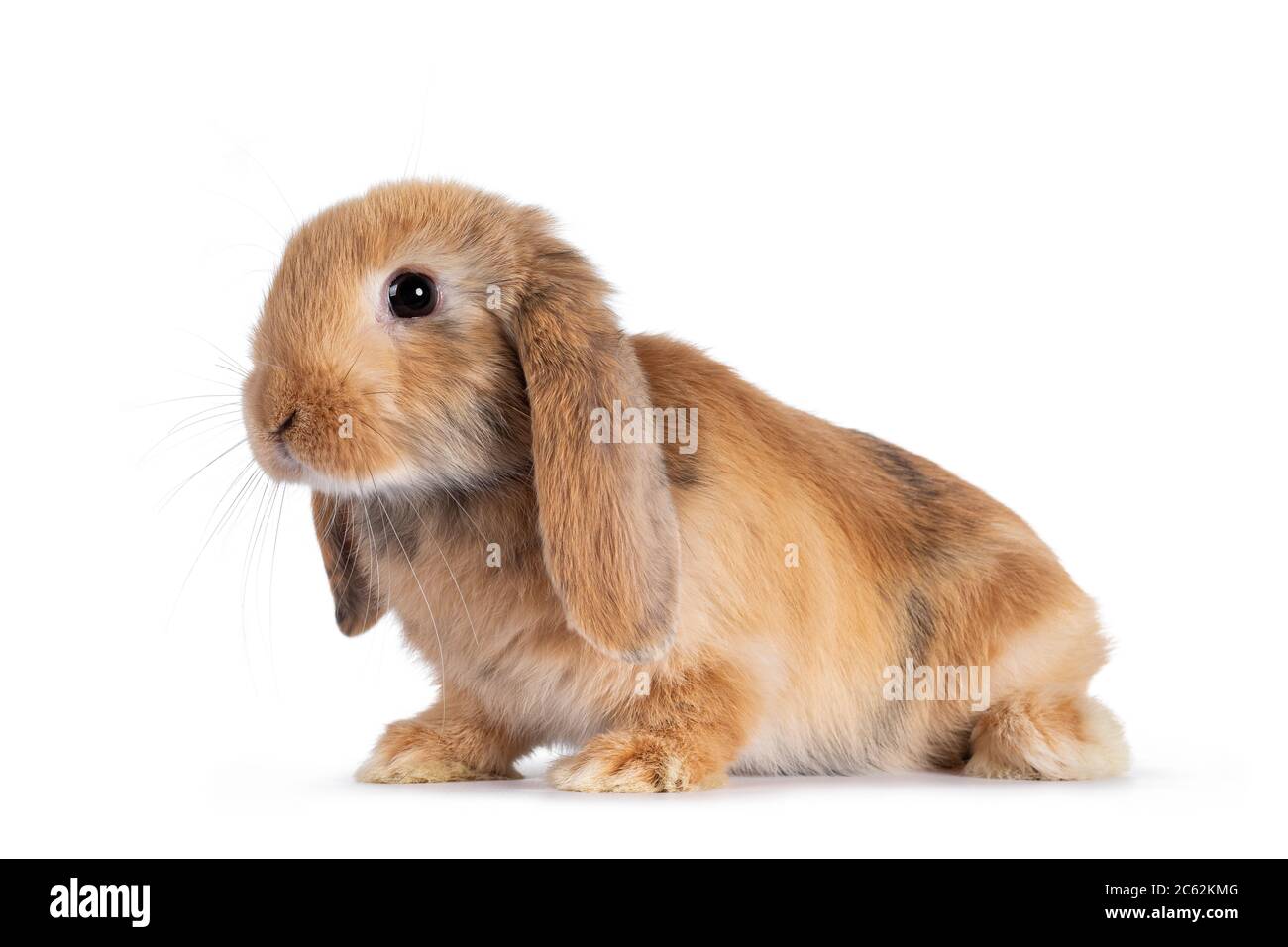 Sweet solid brown rabbit, sitting side ways with head up. Looking towards camera. Isolated on white background. Stock Photo