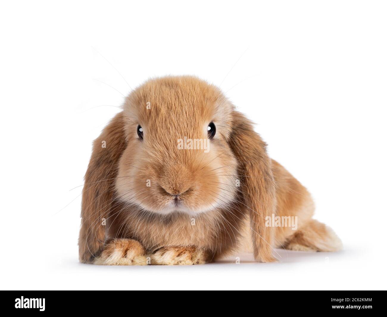 https www alamy com sweet solid brown rabbit laying down head facing front looking towards camera isolated on white background image365165044 html