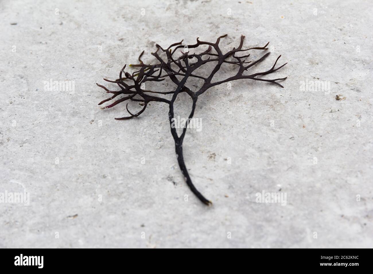 Dried brown seaweed hi-res stock photography and images - Alamy