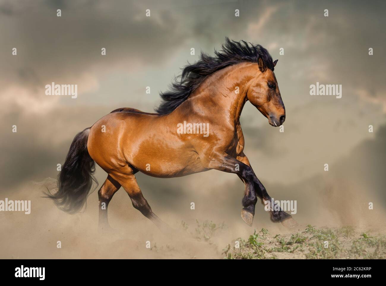 Wild bay stallion running in dust in prairies Stock Photo