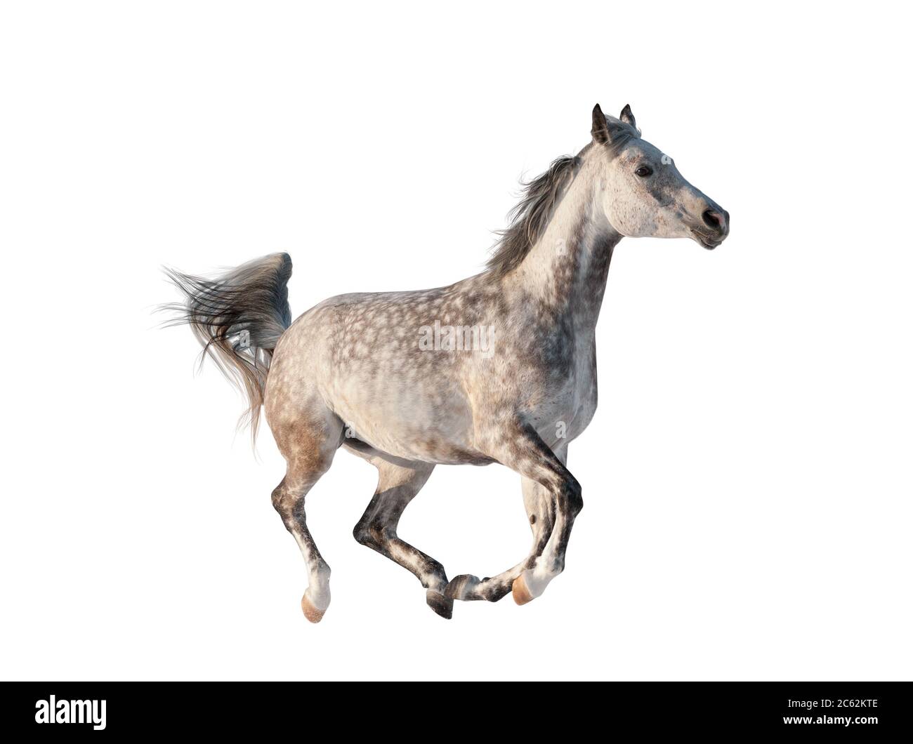 Gray arabian horse isolated, galloping Stock Photo