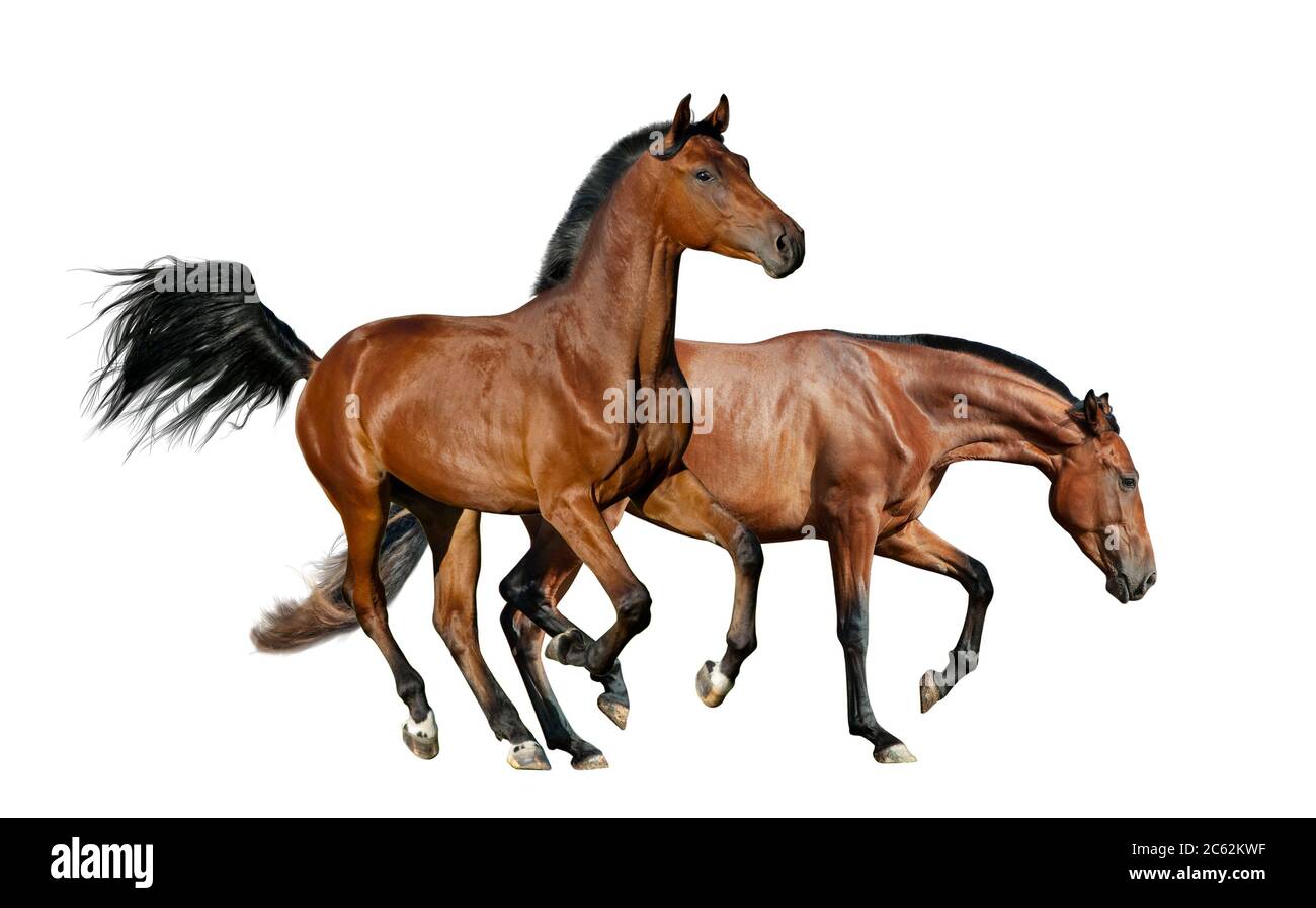Two bay horses isolated over a white background Stock Photo