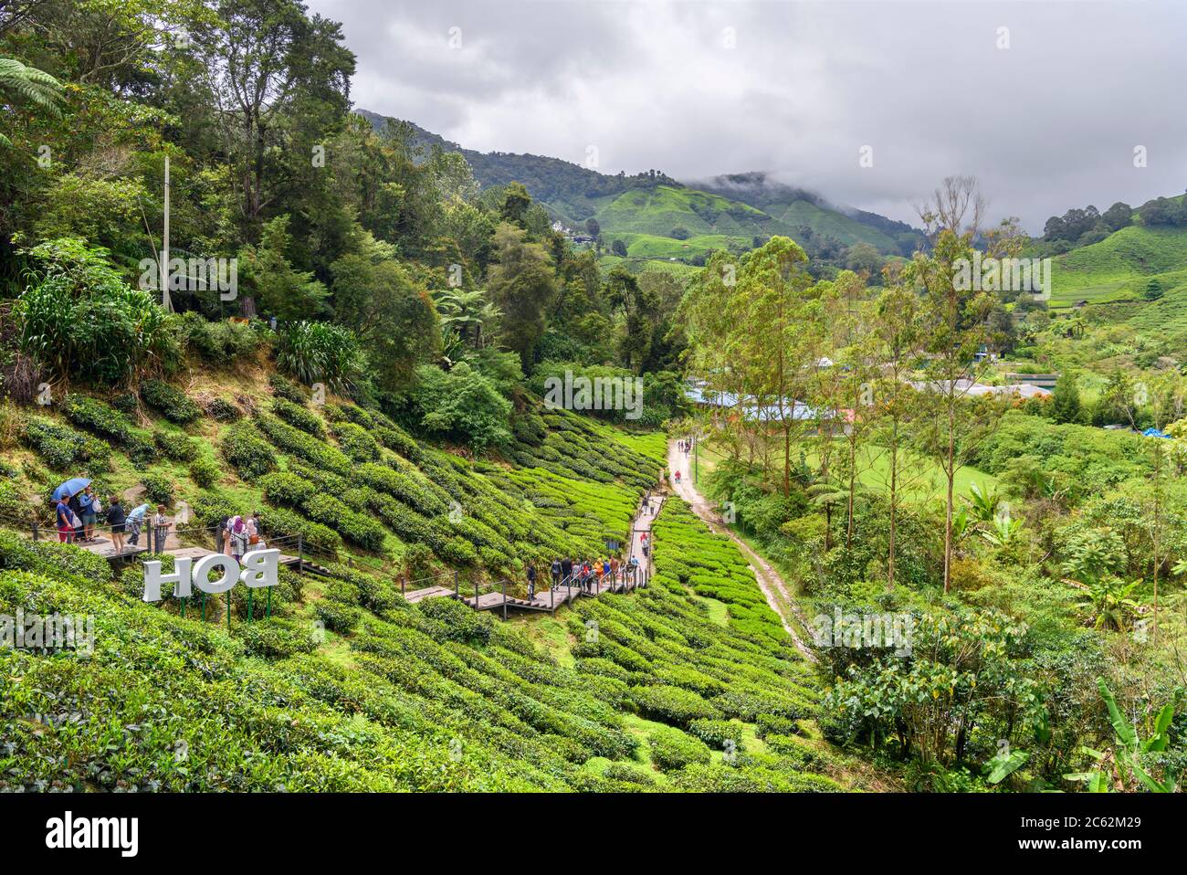 Tea plantation near Brinchang, Cameron Highlands, Malaysia Stock Photo