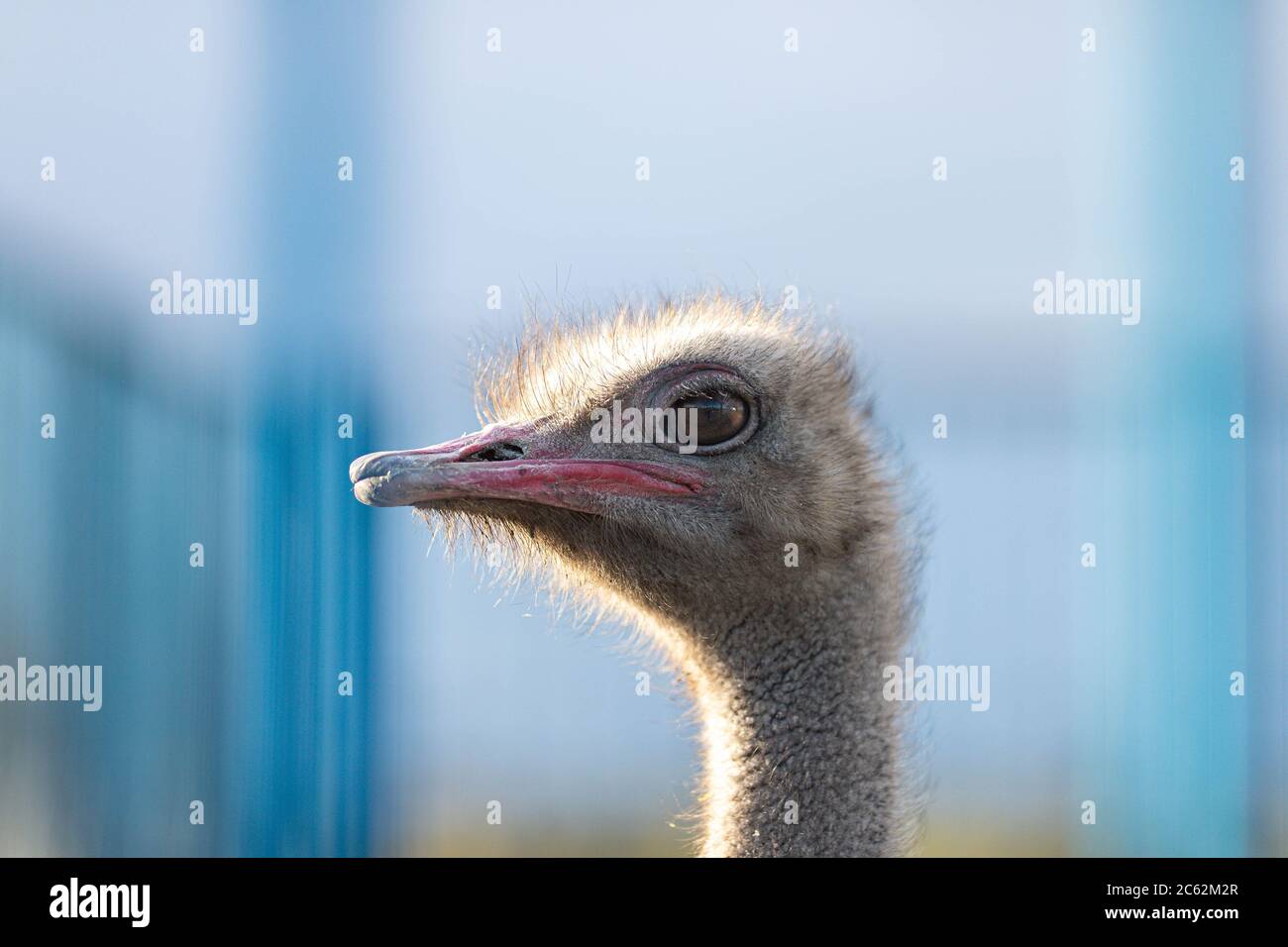 Ostrich bird head and neck profile portrait on the farm blue background. Close-up Stock Photo