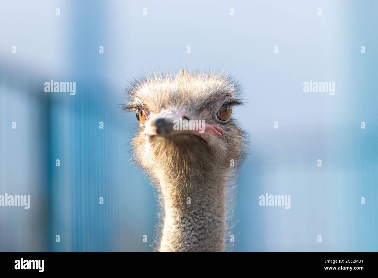 Ostrich bird front portrait on the farm blue background. Ostrich head and neck. Stock Photo