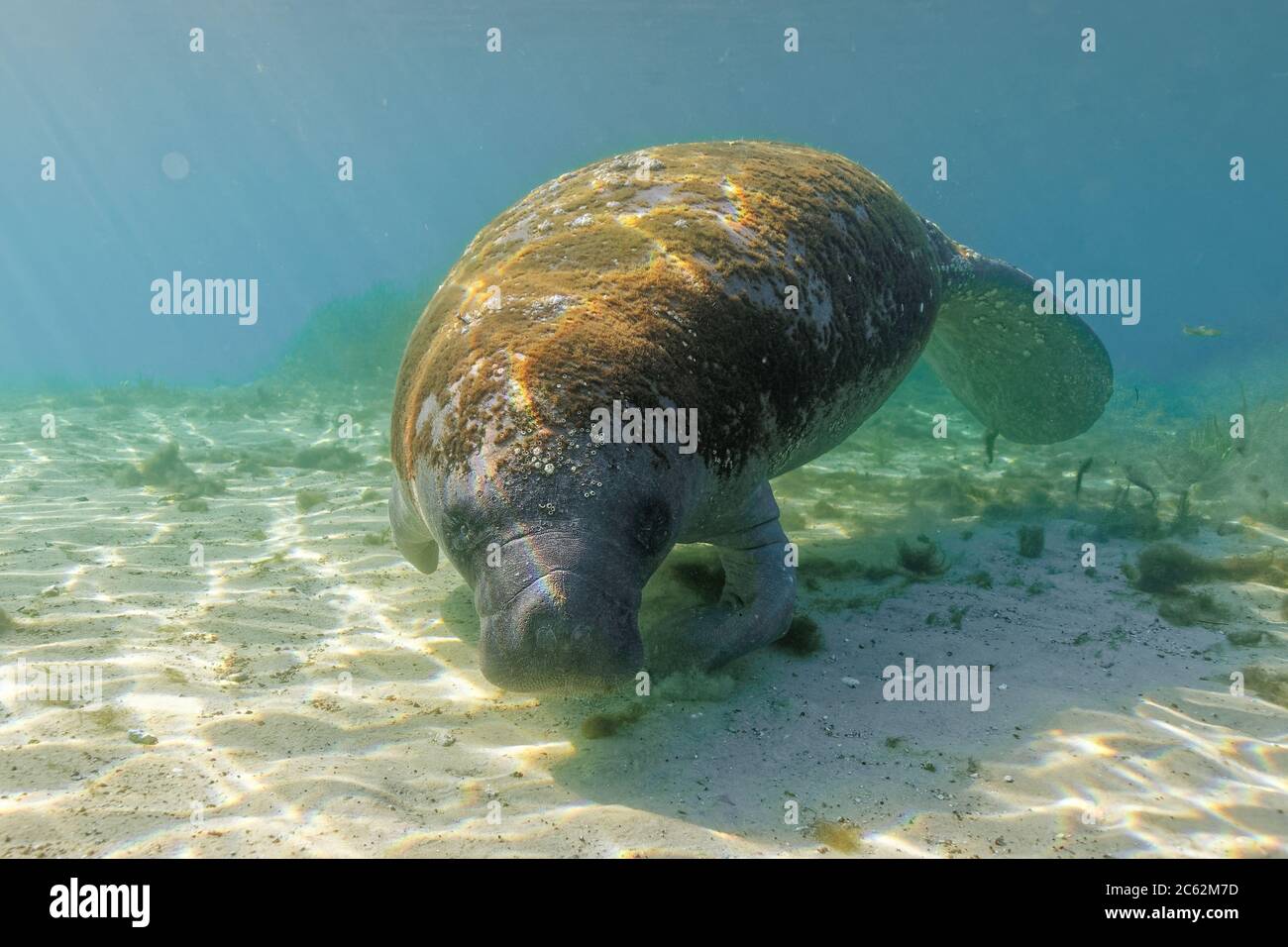 Wide shot of a curious West Indian Manatee (trichechus manatus) turning to check out the diver with a camera in a central Florida spring. As their num Stock Photo