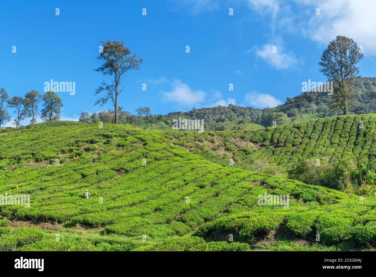 Tea plantation near Tana Ratah, Cameron Highlands, Malaysia Stock Photo