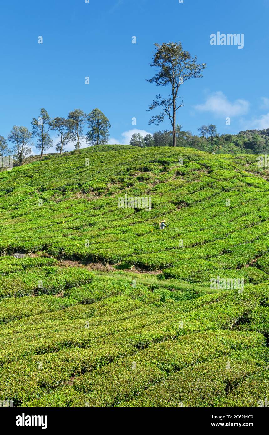 Tea plantation near Tana Ratah, Cameron Highlands, Malaysia Stock Photo
