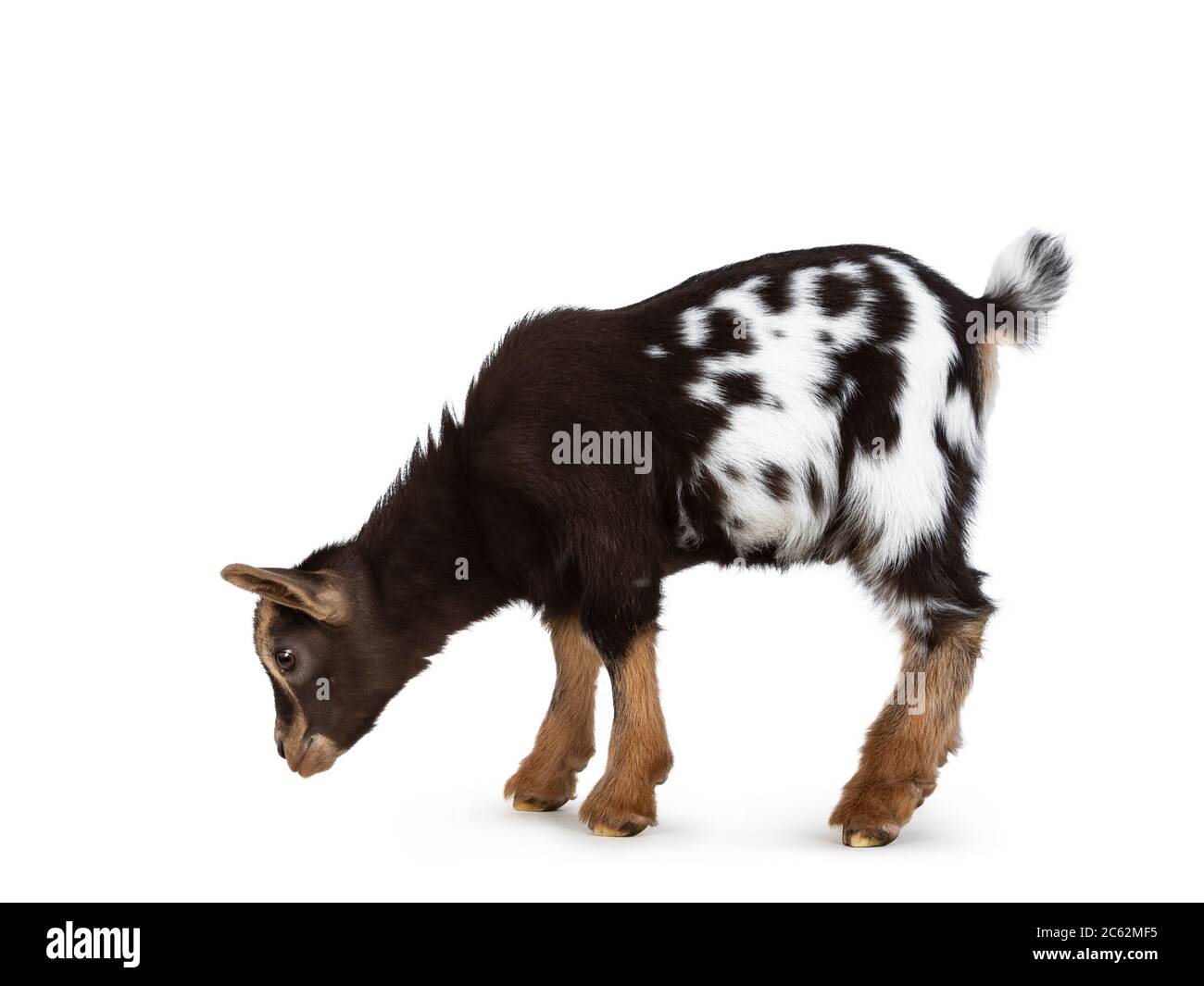 Cute brown with white spotted belly baby pygmy goat, standing side ways. Head down and looking straight ahead to the ground. Isolated on a white backg Stock Photo