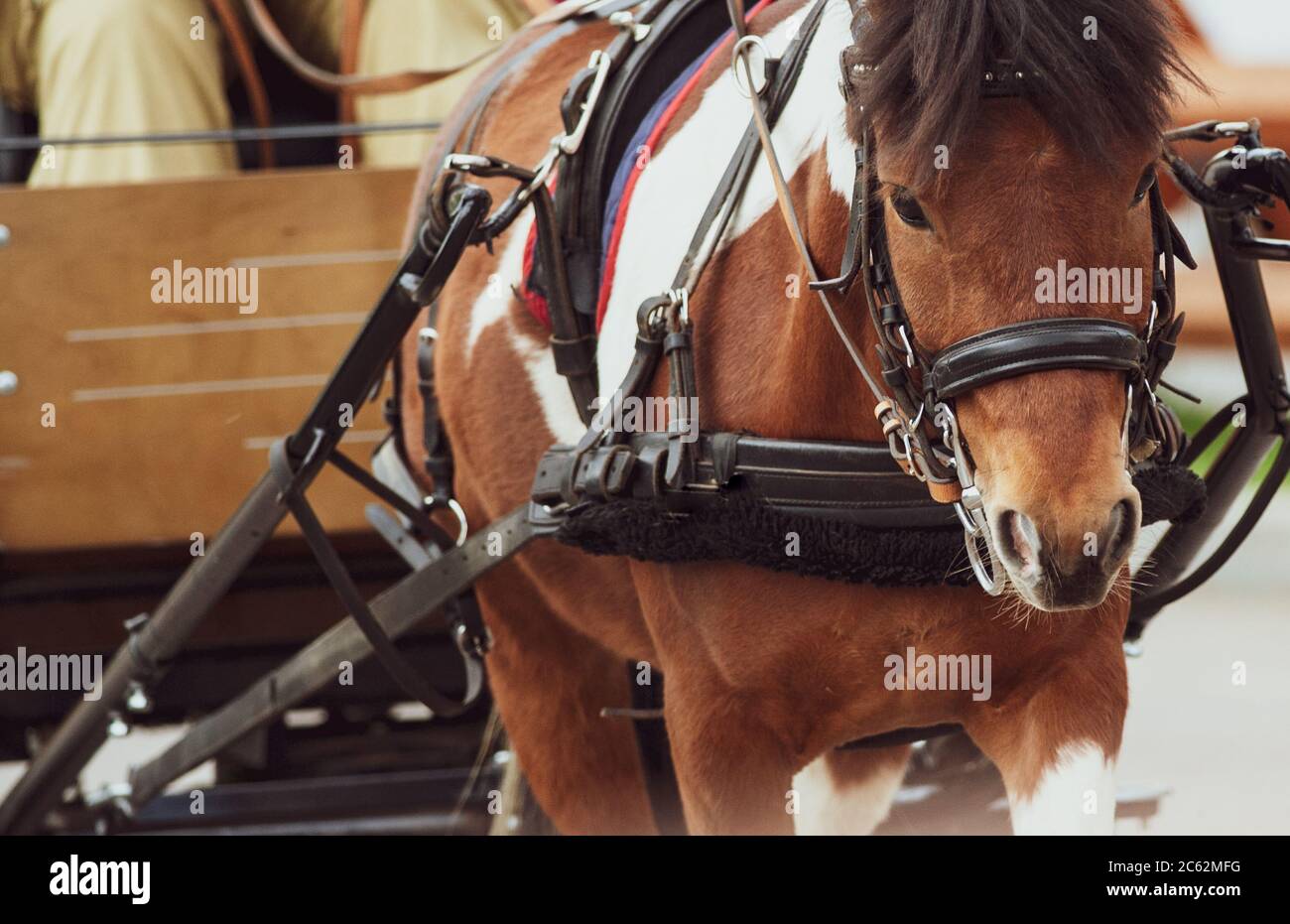 Pinto pony in carriage closeup Stock Photo