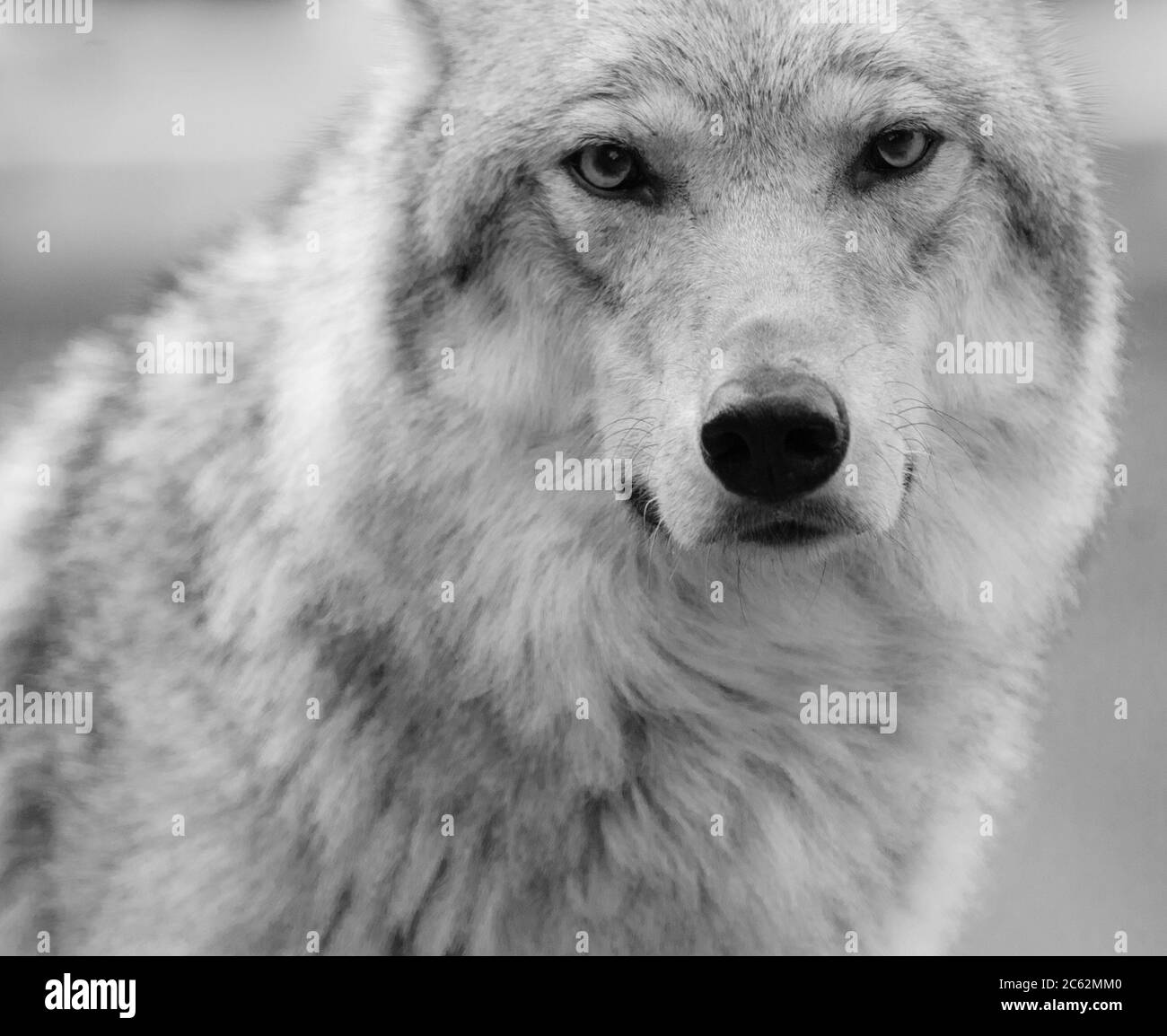 wolf portrait in black and white tones Stock Photo
