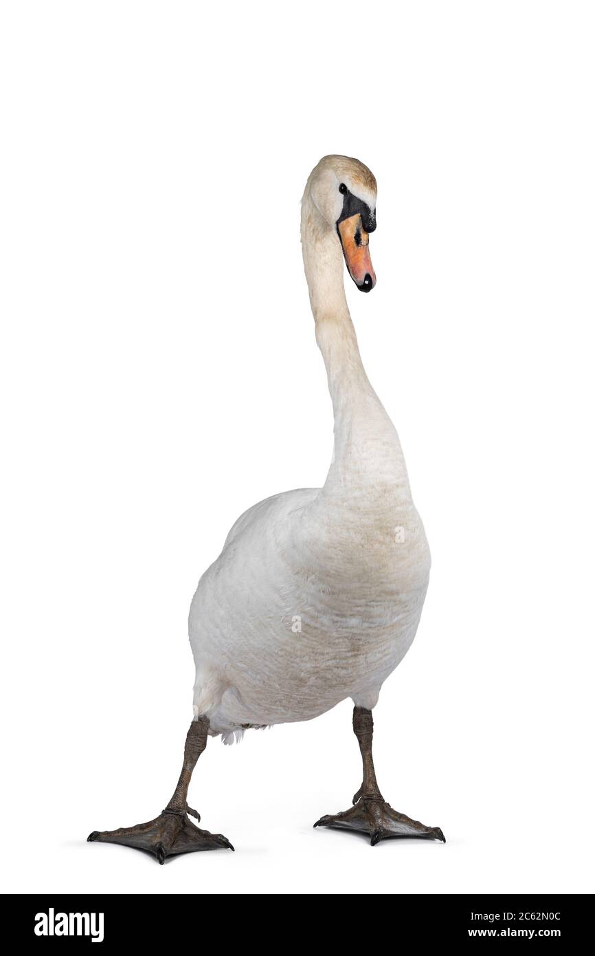 Beautiful male white Mute swan, standing facing front. Looking to camera. One paw in front with attitude. Isolated on white background. Stock Photo
