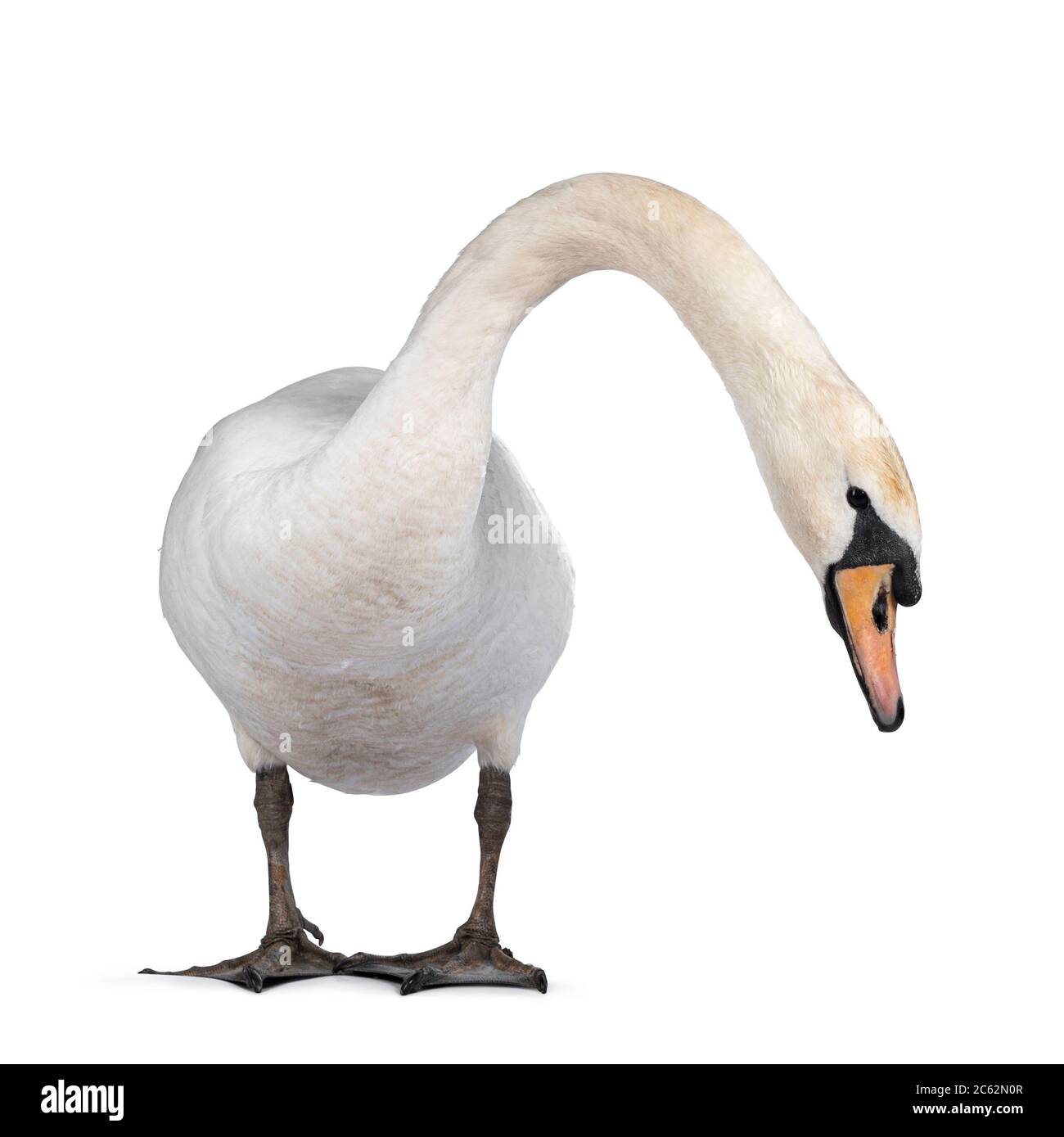 Beautiful male white Mute swan, standing facing front. Looking to camera. Head and neck stretched side ways looking for food. Isolated on white backgr Stock Photo