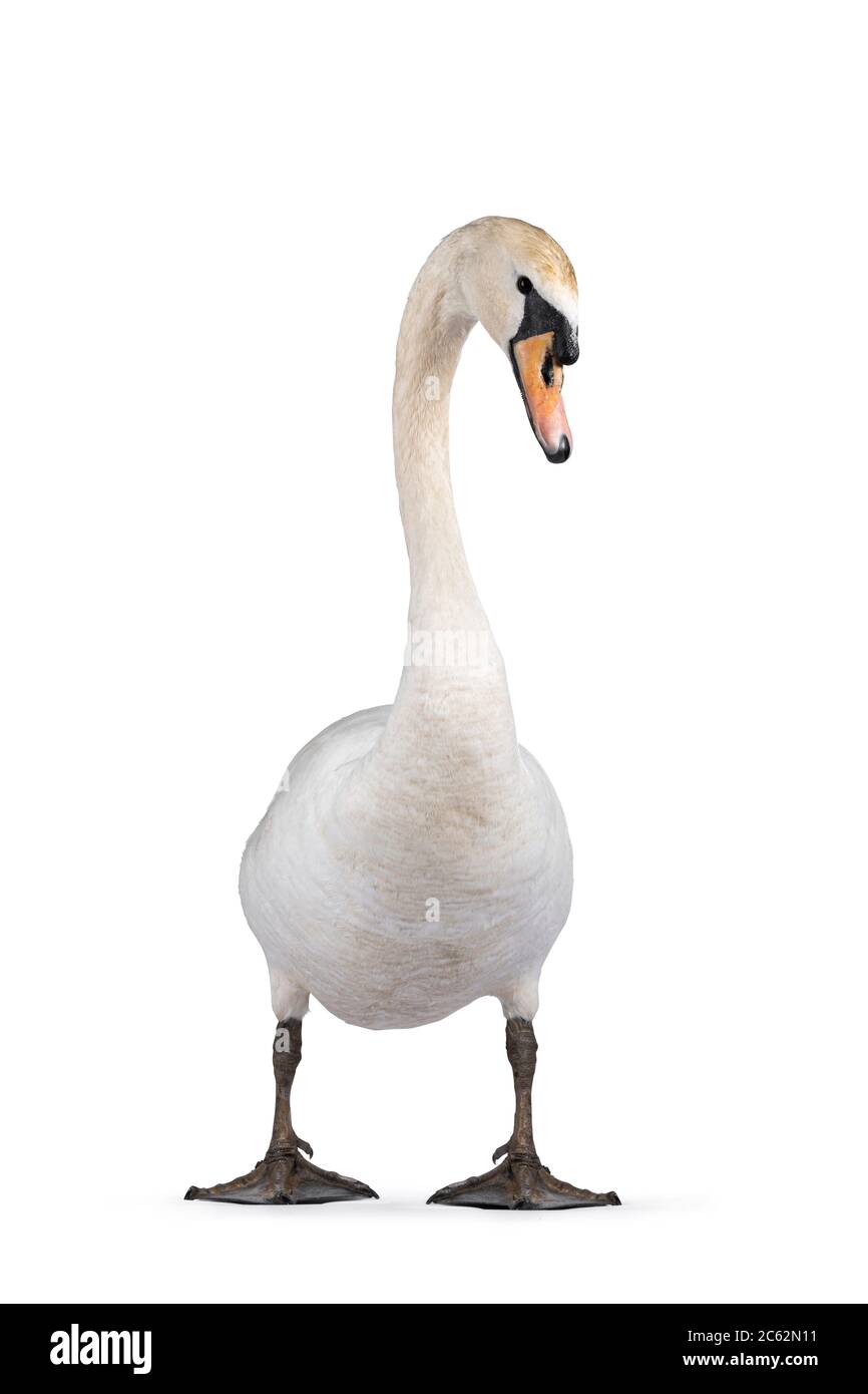 Beautiful male white Mute swan, standing facing front. Looking to camera. Head in curve. Isolated on white background. Stock Photo