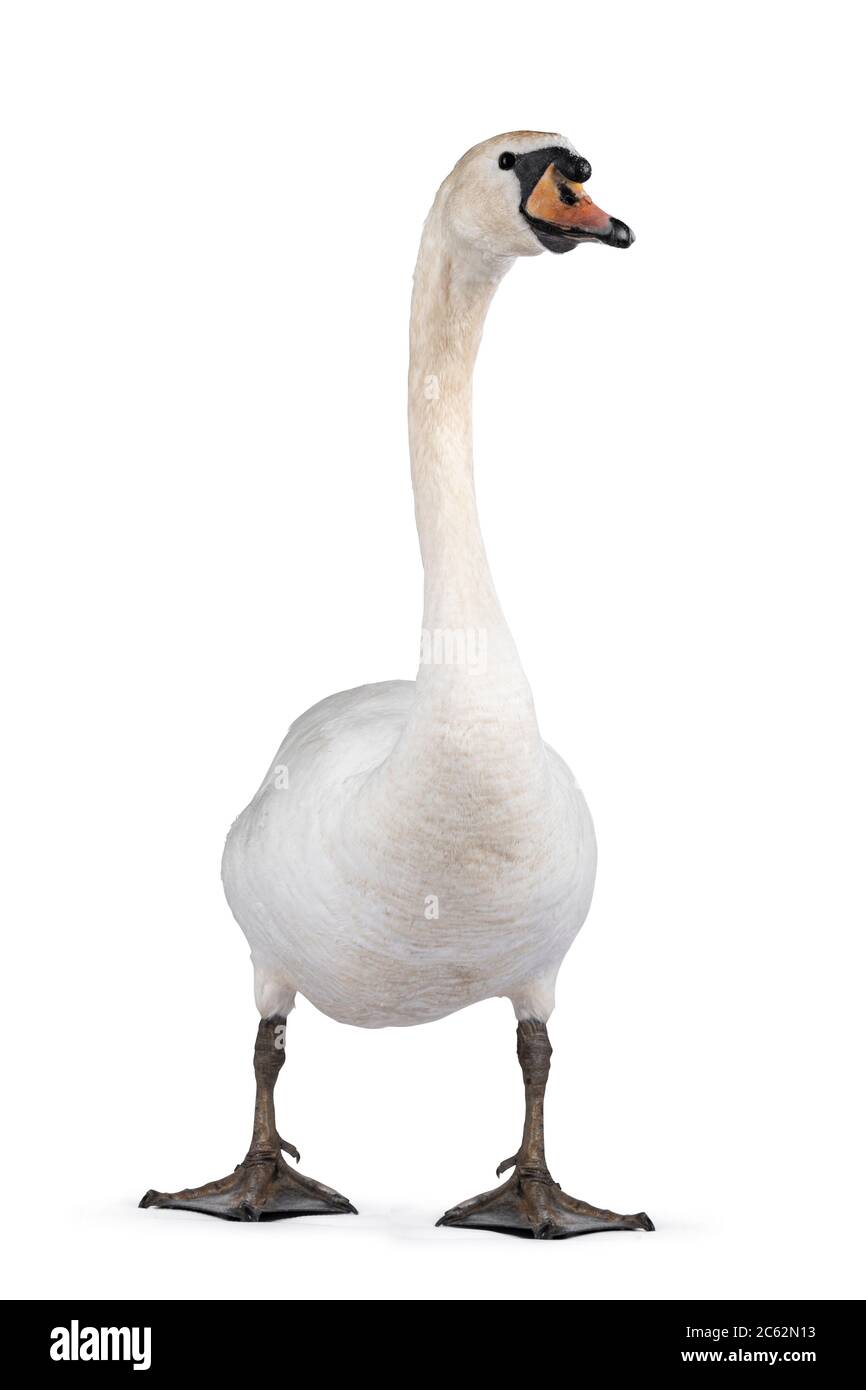 Beautiful male white Mute swan, standing facing front. Looking to camera. Head up. Isolated on white background. Stock Photo