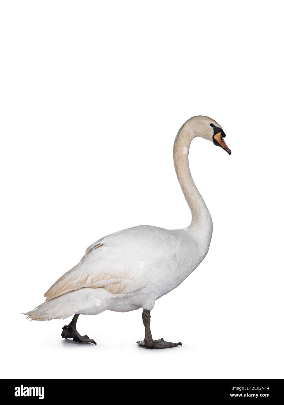Beautiful male white Mute swan, walking sode ways. Looking straight ahead. Isolated on white background. Stock Photo