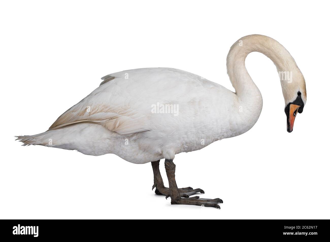 Beautiful male white Mute swan, standing side ways. Looking down for food. Isolated on white background. Stock Photo