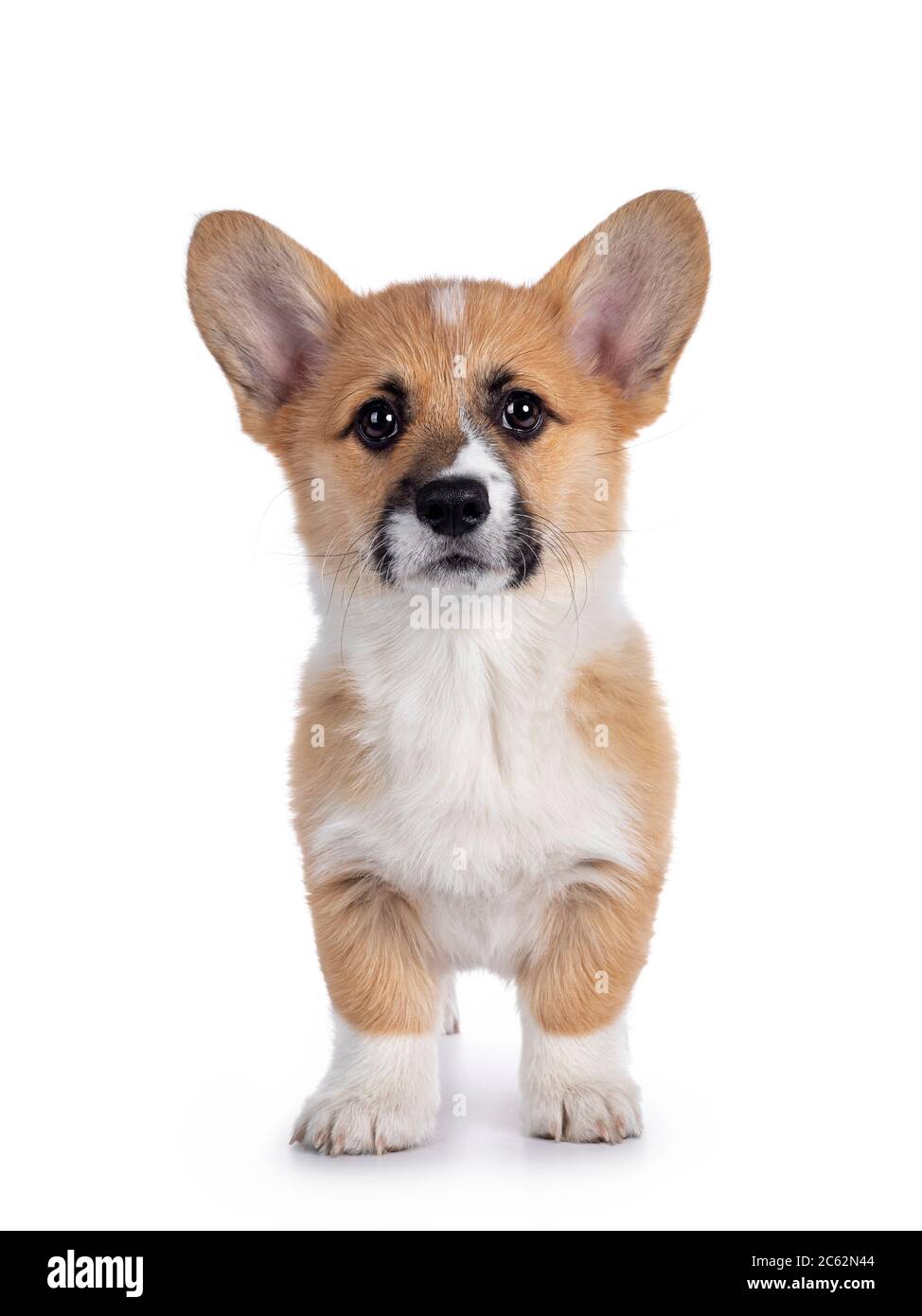 Adorable Welsh Corgi Pembroke dog puppy, standing facing front. looking straight to camera with shiny eyes. Isolated on white background. Stock Photo