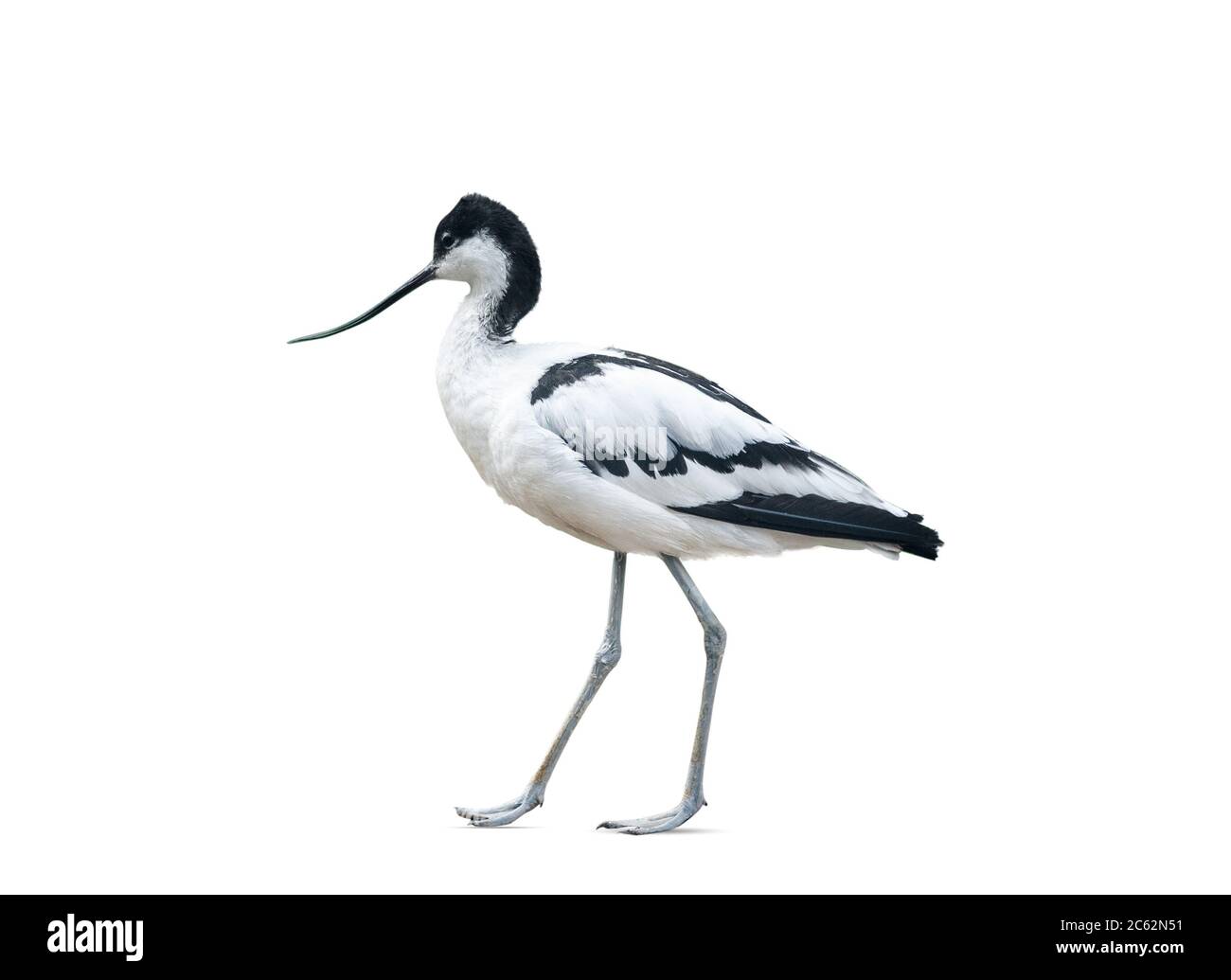 Avocet bird walking, isolated over a white background Stock Photo