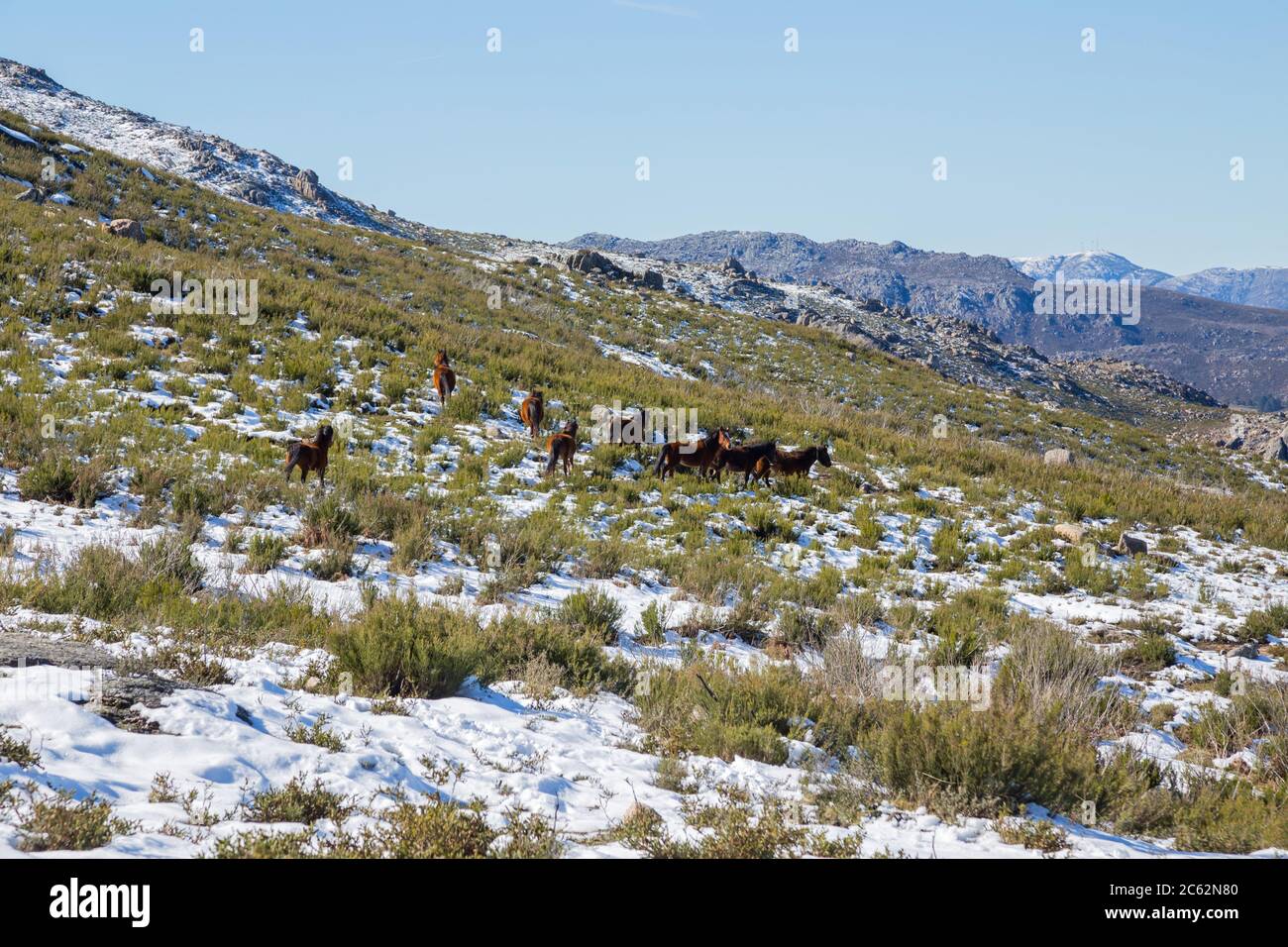 Wild horses pasturing at the mountains in the north of Portugal and Spain. Xures Mountains Stock Photo