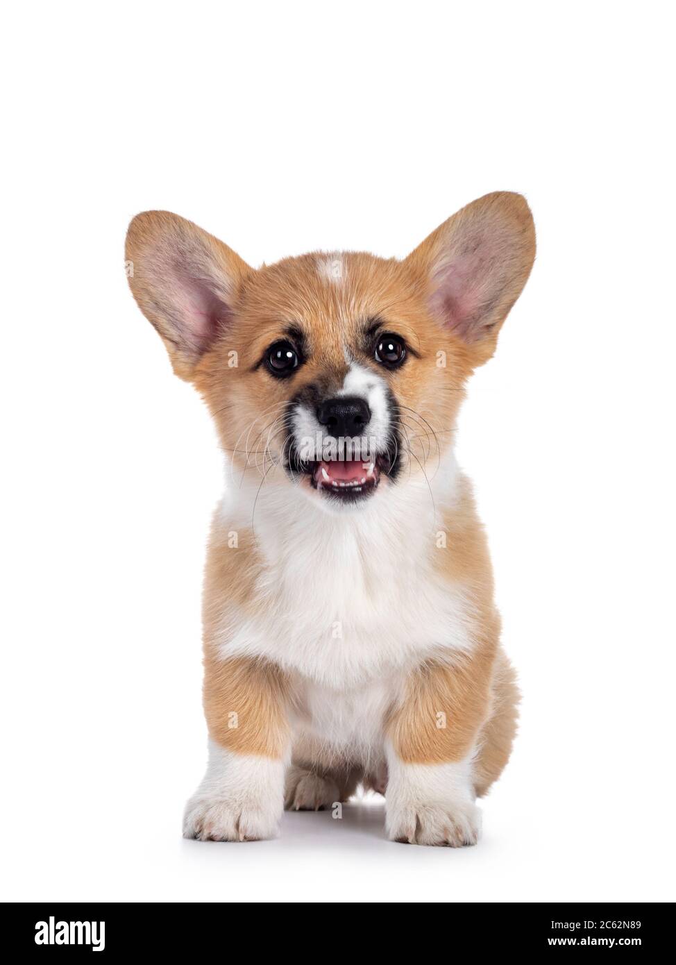Adorable Welsh Corgi Pembroke dog puppy sitting facing camera