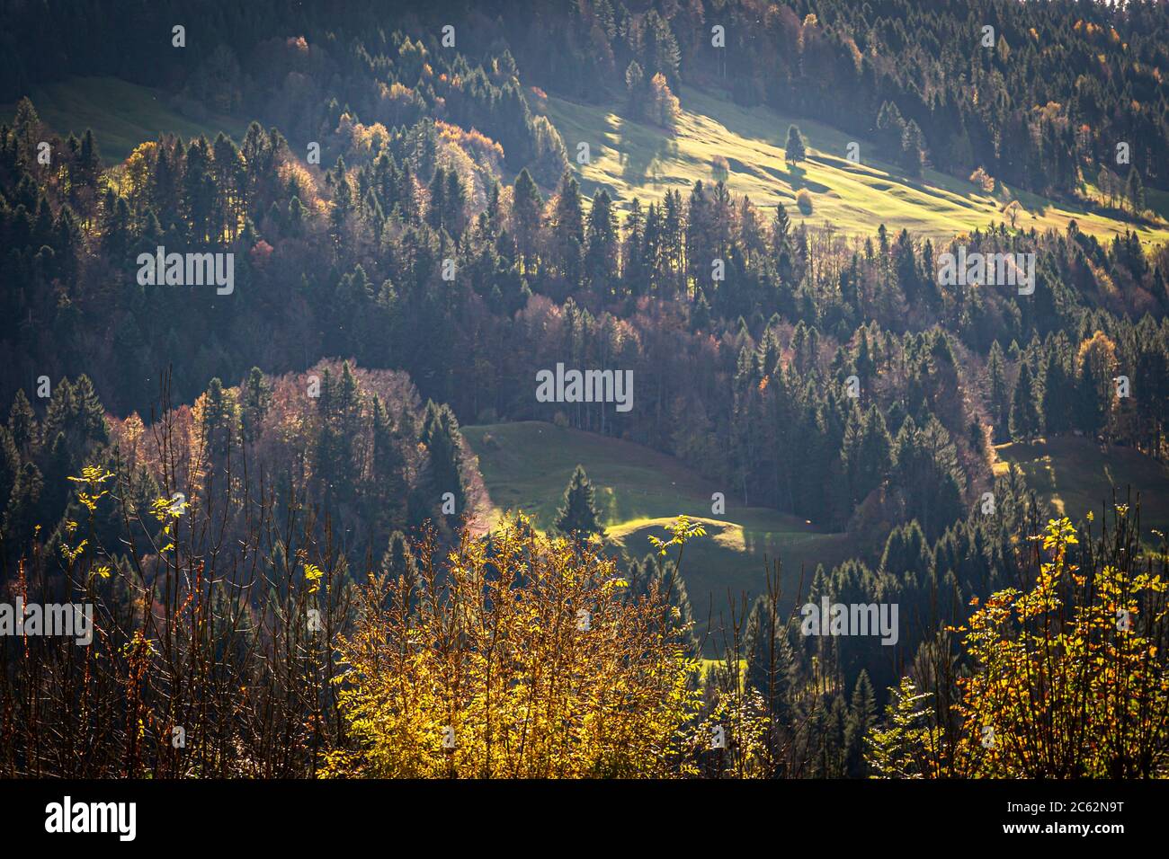 Wooded hillside in Hittisau, Austria Stock Photo