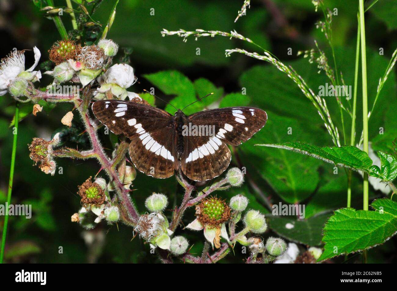 White Admiral Butterfly'Limenitis camilla',on blackberry flowers, rides in broad-leaved woodlands,Somerset,England,UK Stock Photo