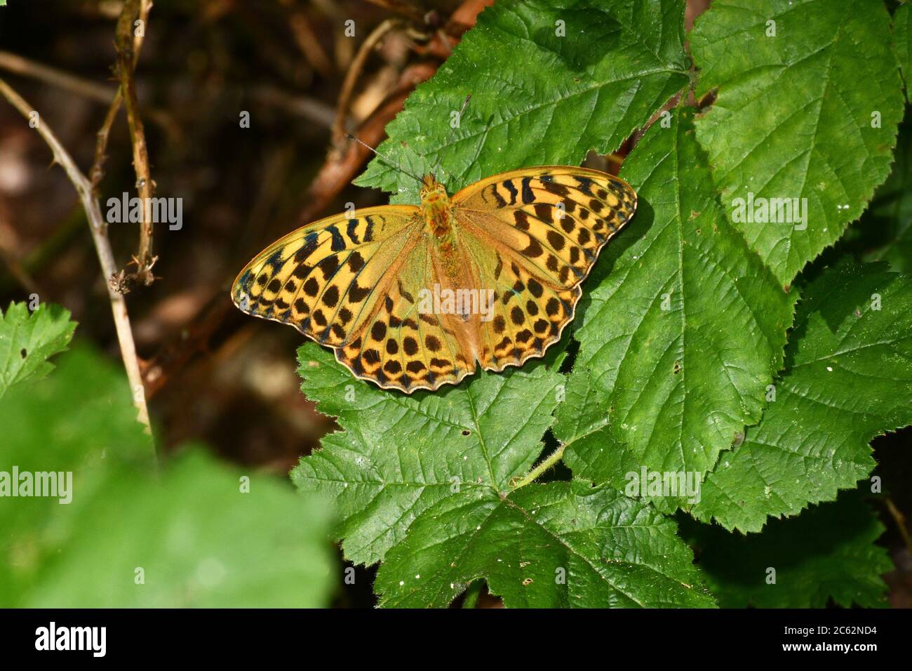 Silver Fritillary Butterfly Uk High Resolution Stock Photography and ...