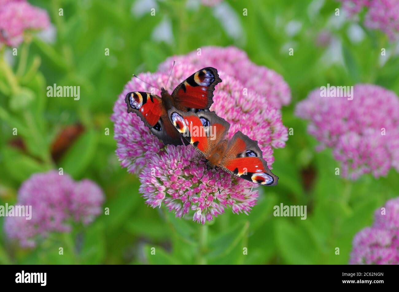 macro of beautiful european peacock butterfly on garden flower hylotelephium telephium, or sedum telephium, known as orpine, livelong, frog's-stomach, Stock Photo