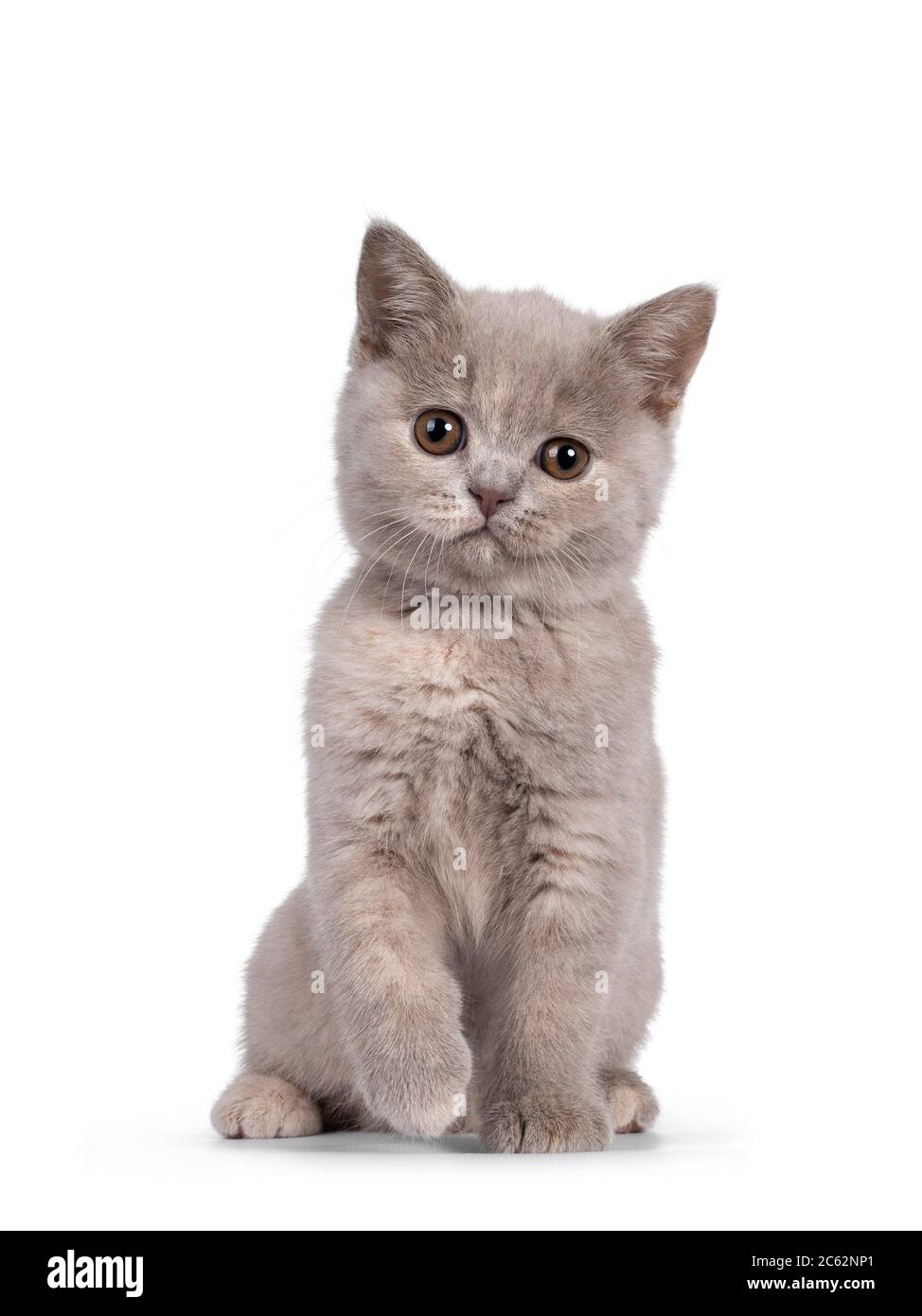 British shorthair light grey 2025
