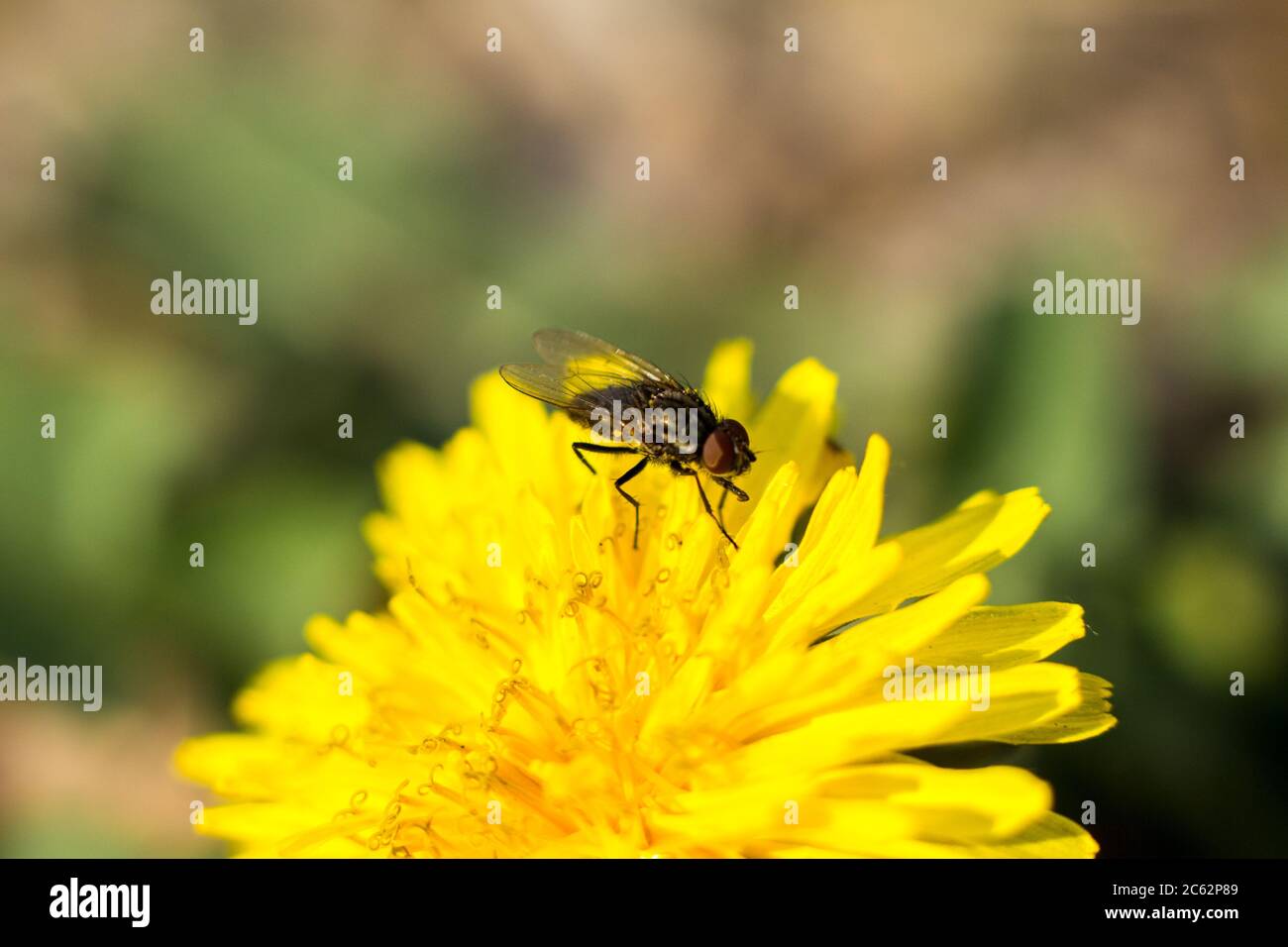 A fly on a yellow dandelion. Macro shooting. Stock Photo
