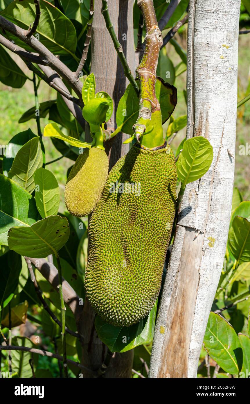 Jackfruit growing hires stock photography and images Alamy