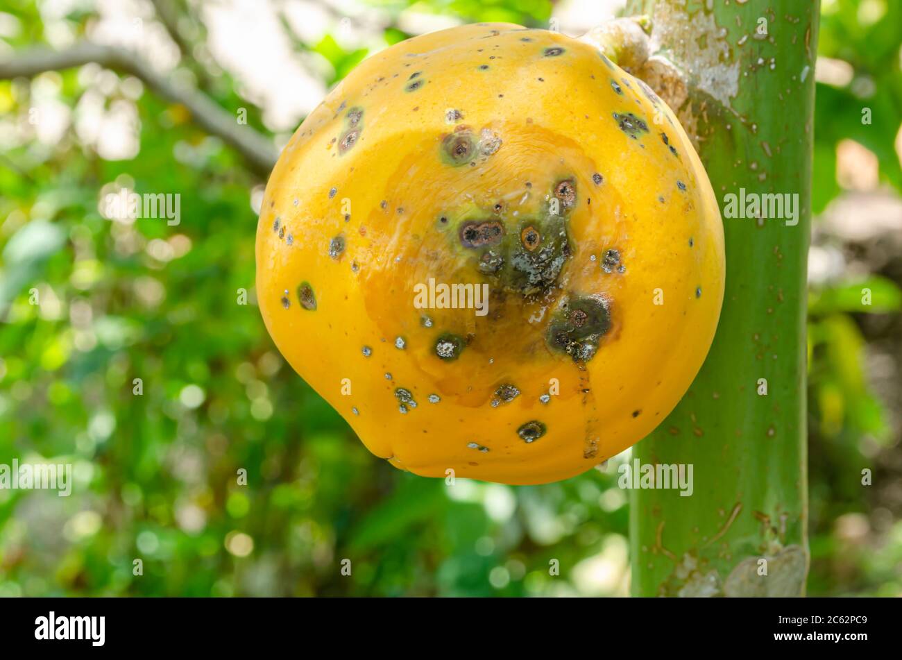 Large Rot Spot On Papaya Attached To Tree Stock Photo Alamy