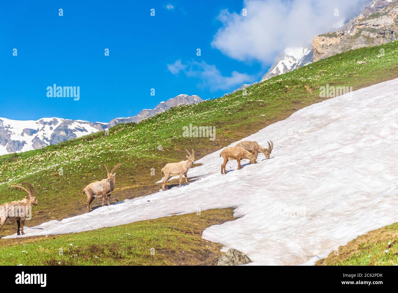 Beautiful Alpine ibex in the snowy mountains of Gran Paradiso National Park in Italy Stock Photo